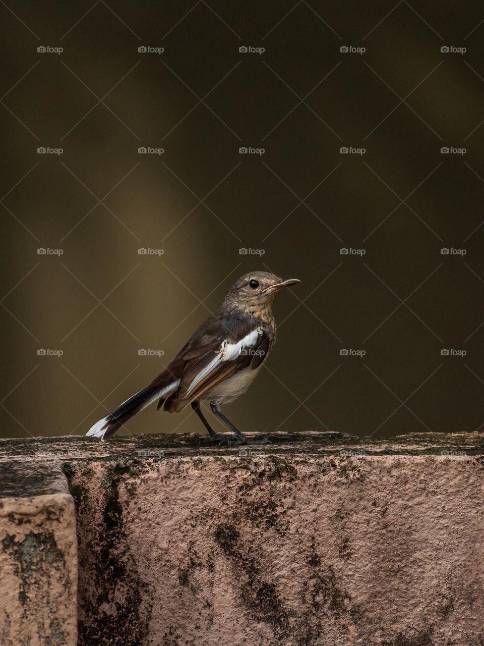 Magpie robin