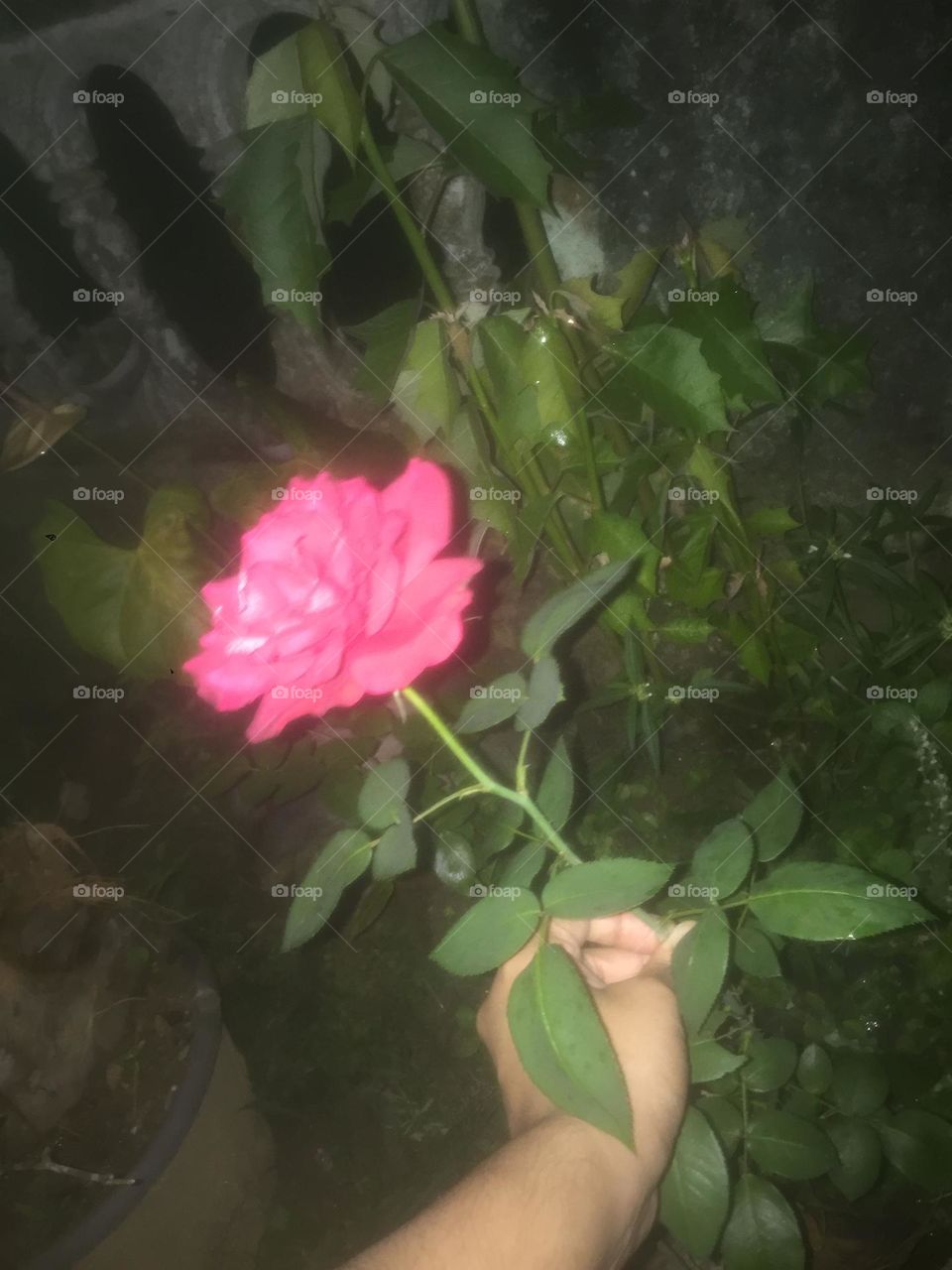 Roses in a night