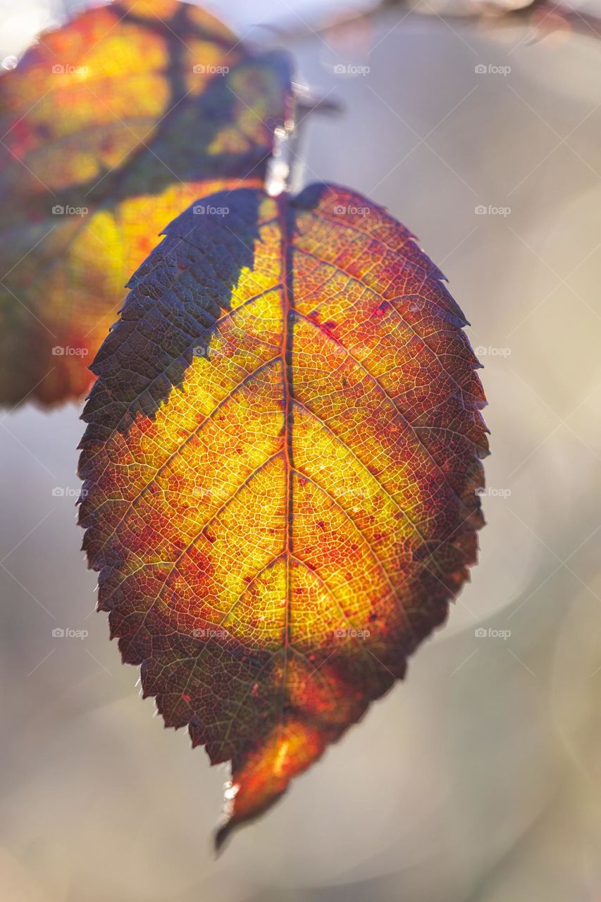 A close up portrait of a very vibrant and colorful leaf hanging on a branch of a tree.