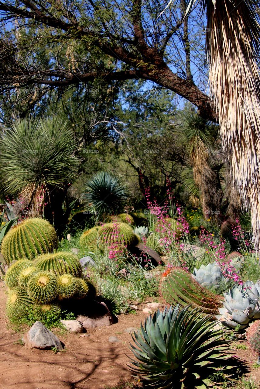Spring in a Desert Garden