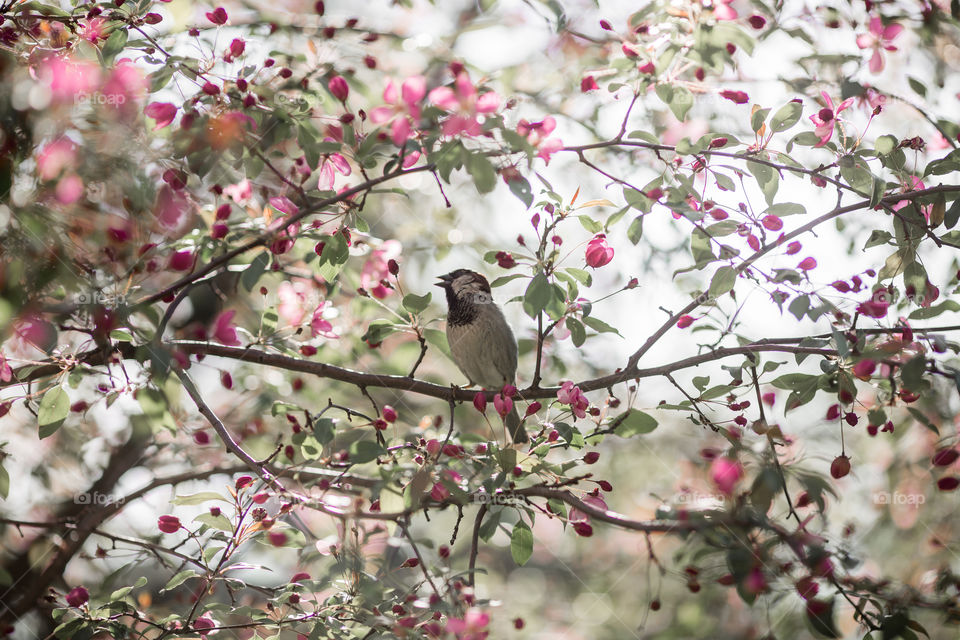 Sparrow sitting on a Blossom branch of crabapple at sunny day