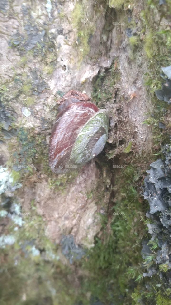 Snail on tree in El Yunque, Puerto Rico