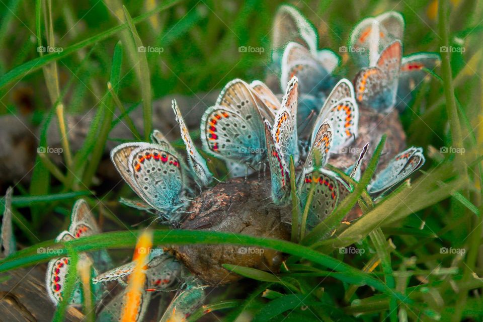 Blue moth butterflies