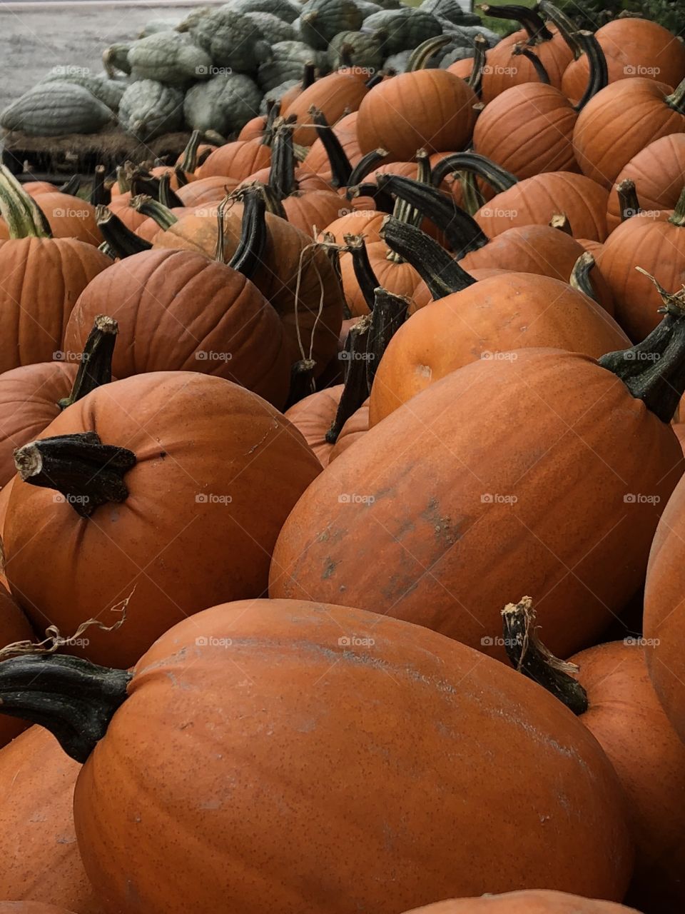 Harvesting pumpkins 