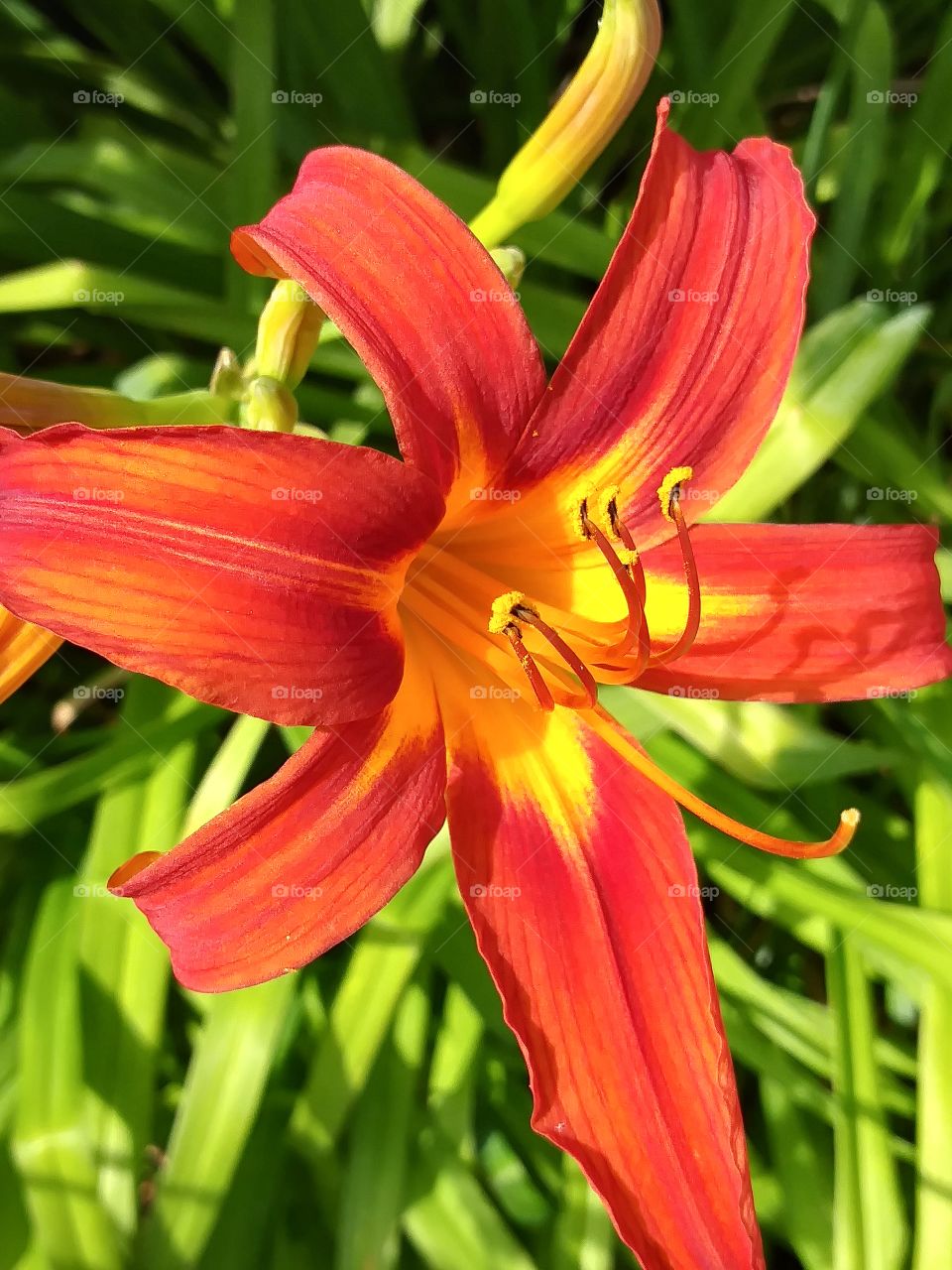 Red Lily