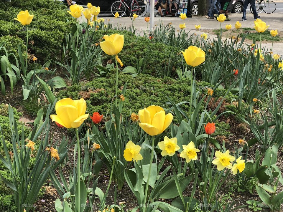 New York Tulips 