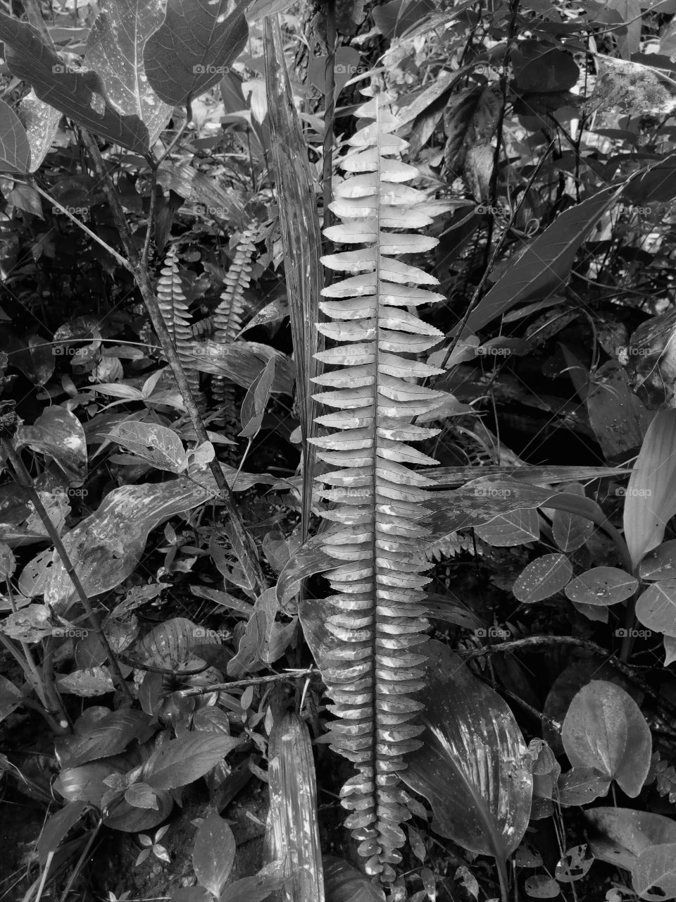 flower or leaf standing