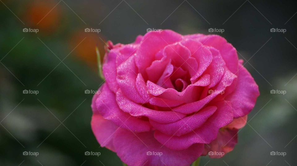 Dew on beautiful pink rose