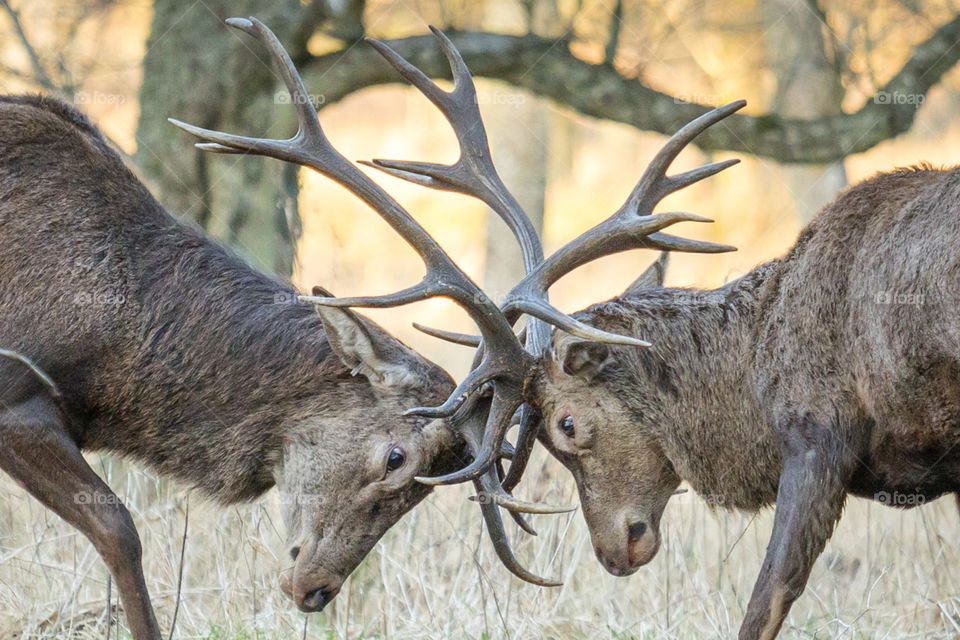 Theese two boys had a good fight in the forest today. I kept a fair mount of distance... just in case!