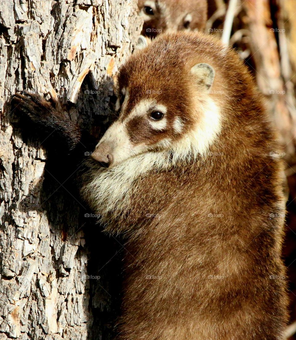 Coati Climbing Up a Tree