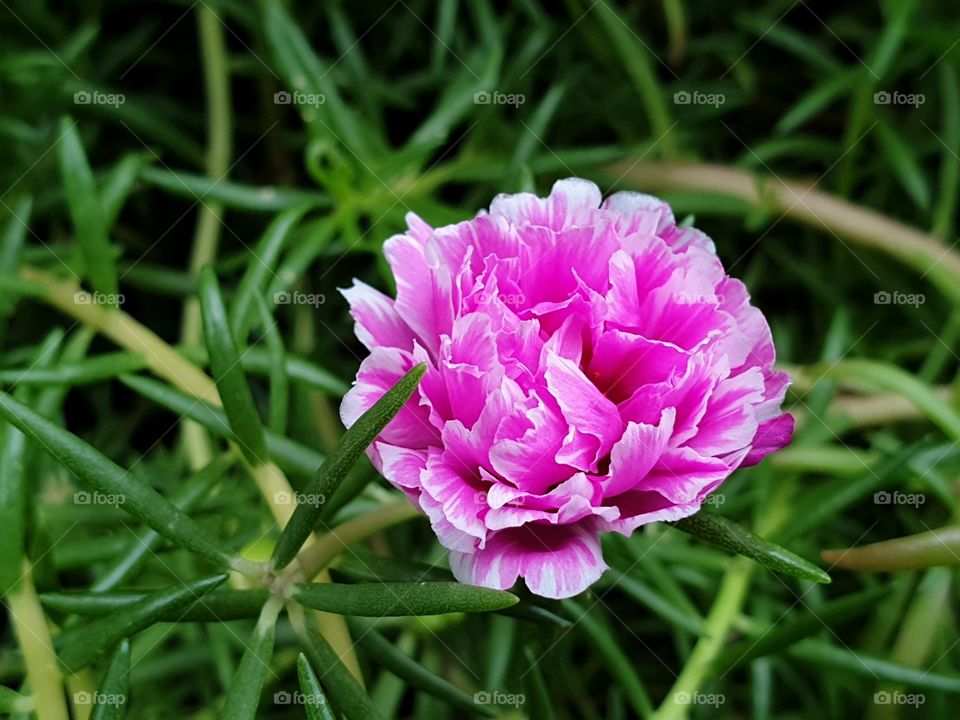 the Portulaca Grandiflora