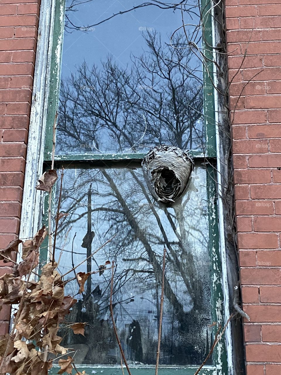 Wasp nest window 
