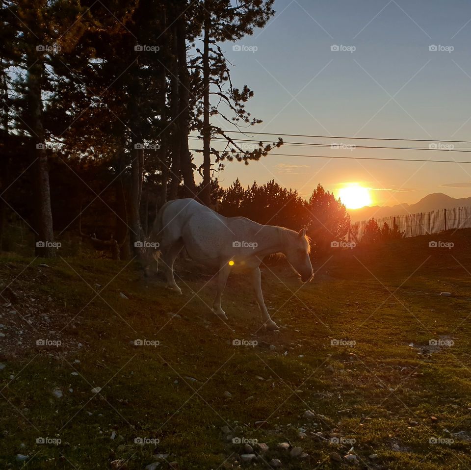 Mystical unicorn at sunset.