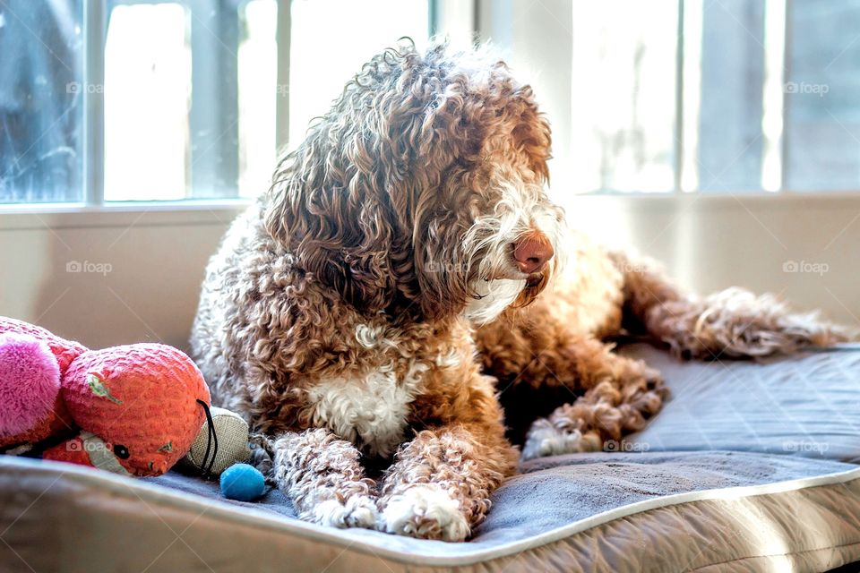 Doggie sunbathing