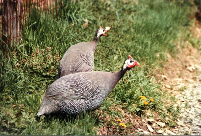 Guinea Hens