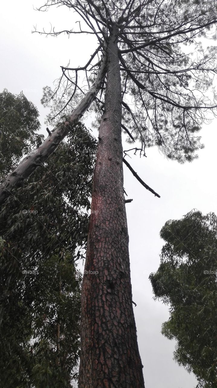 Big tree and smaler tree