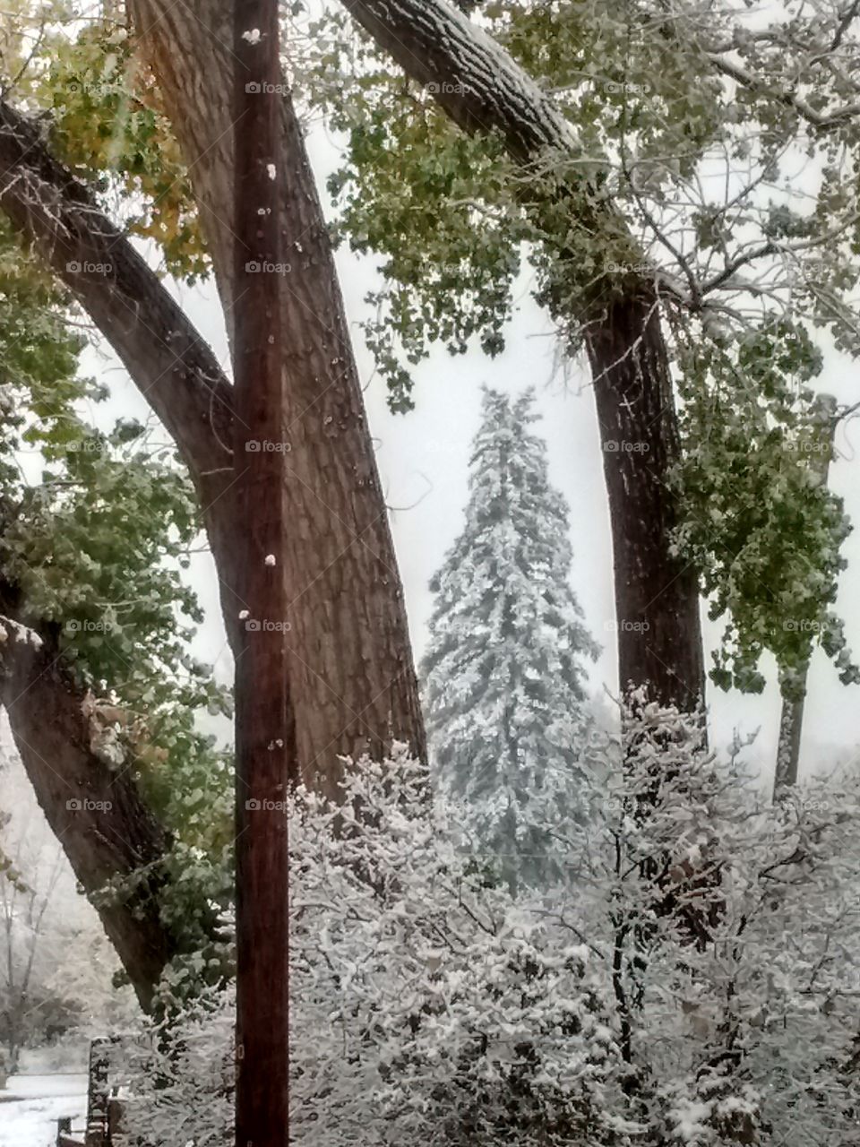 tree framed evergreen in snow