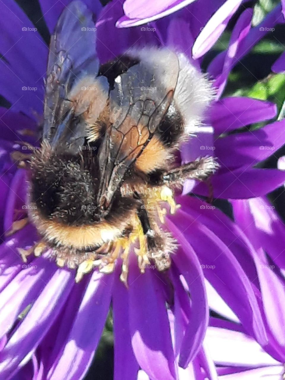 close-up of pollinating bumblebee