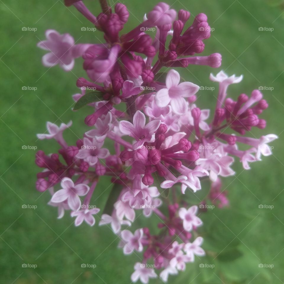 miniature lilac in bloom