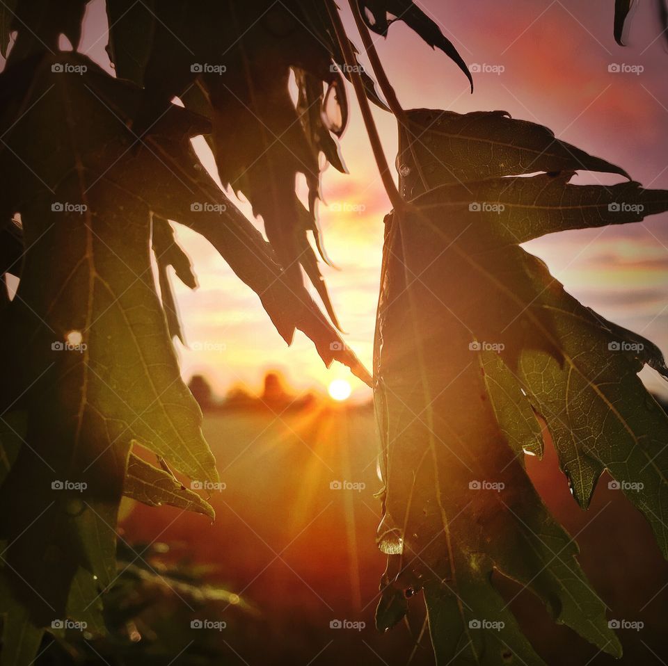 A breathtaking Midwest sunset, captured through the leaves of a maple tree just after a gentle summer rain...