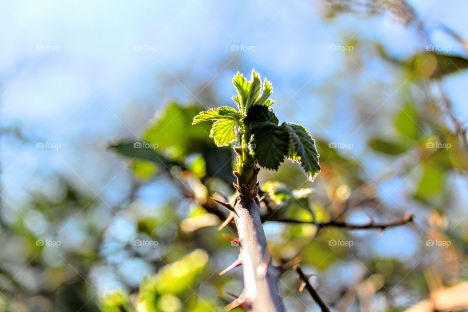 Nature's spring buds
