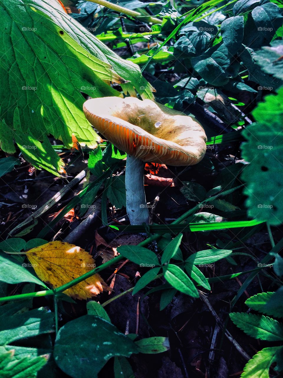 Forest mushrooms 