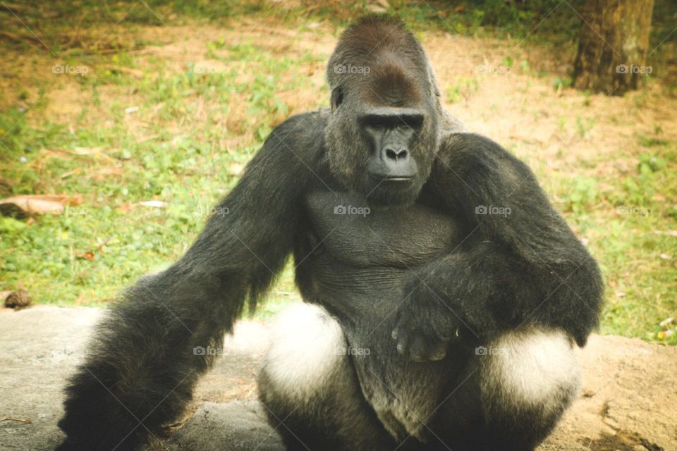 Silverback 