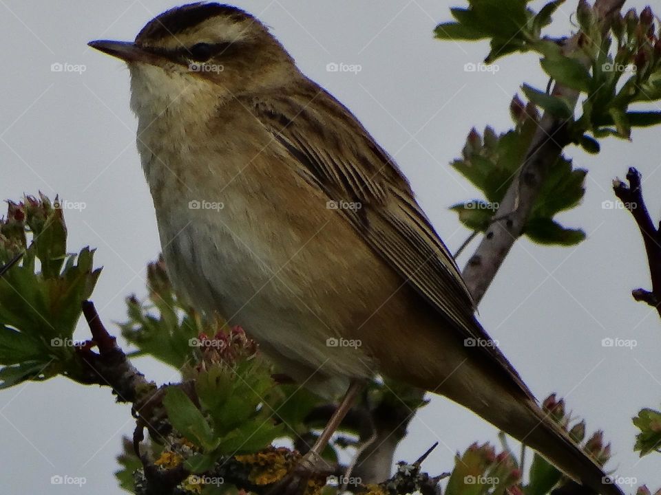 birdwatching, sedge warbler