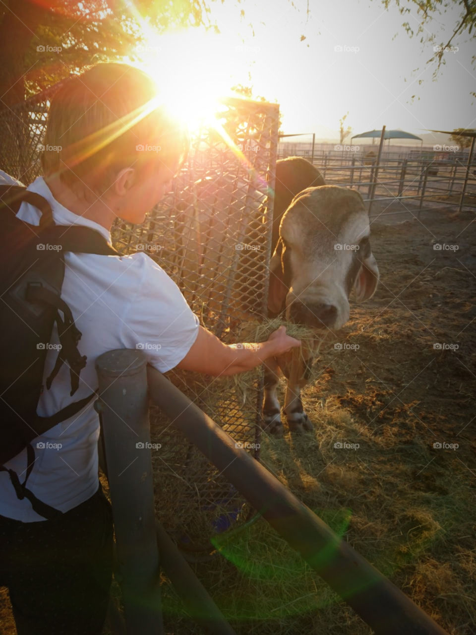 Feeding a Brahman bull in the sunset