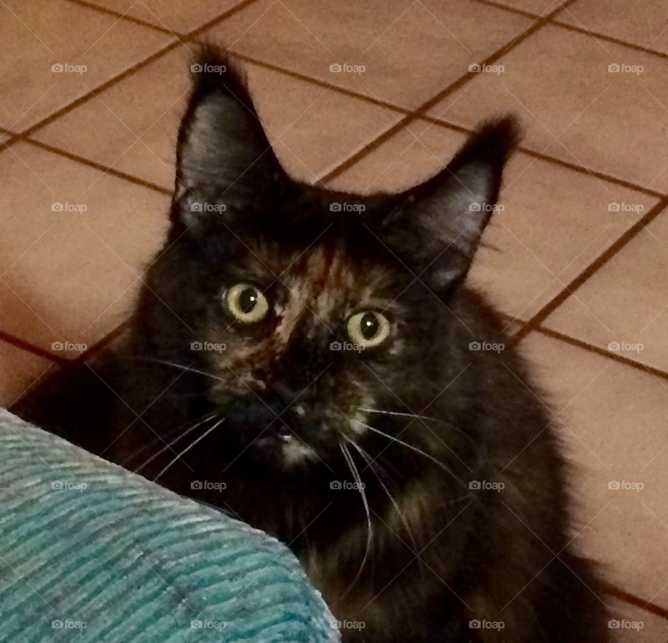 Wait... you ate all the cookies 🍪!!!!