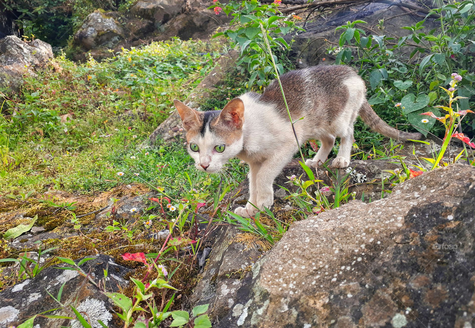 Little kitten exploring the wonders of nature.