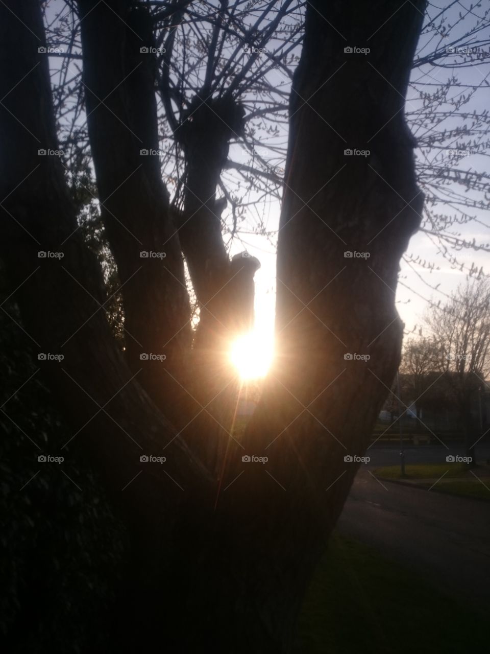 sun through tree in Jedburgh on April 21st 2019