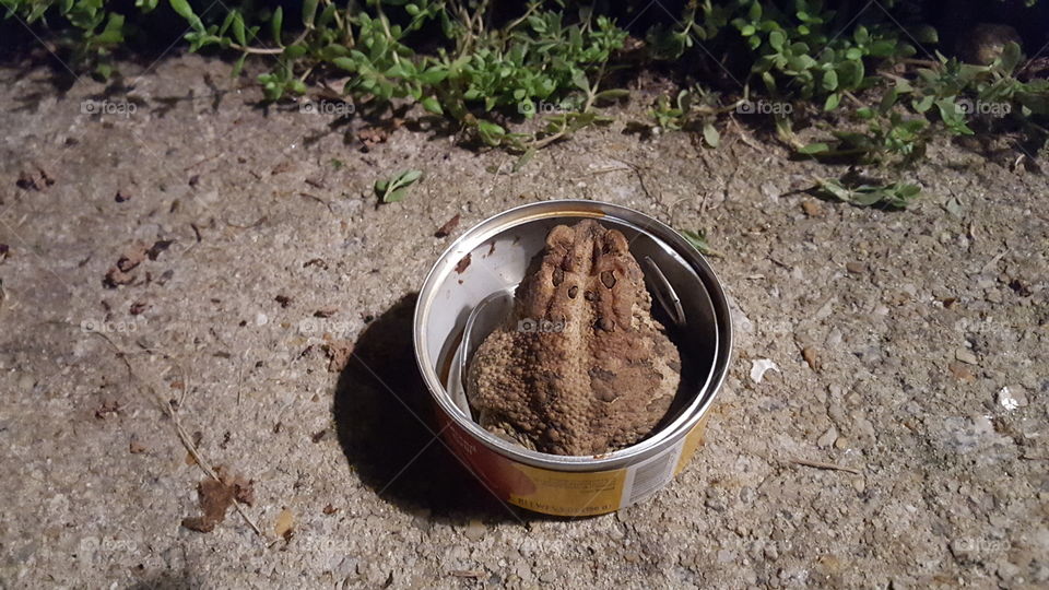 toad in a can