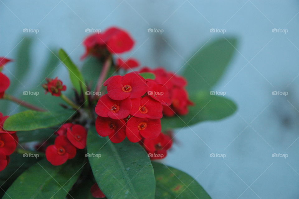 nature red flower blur background