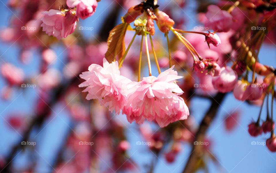 pink blooming tree branch