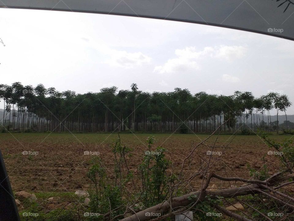 tree farms