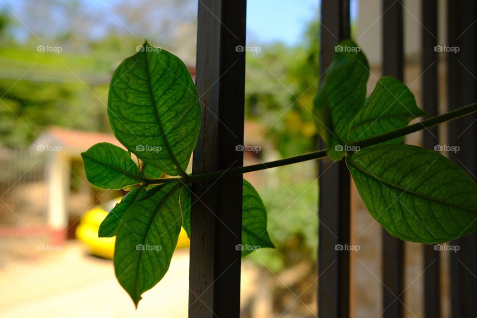 hojas verdes en una ventana en la que se ve la calle