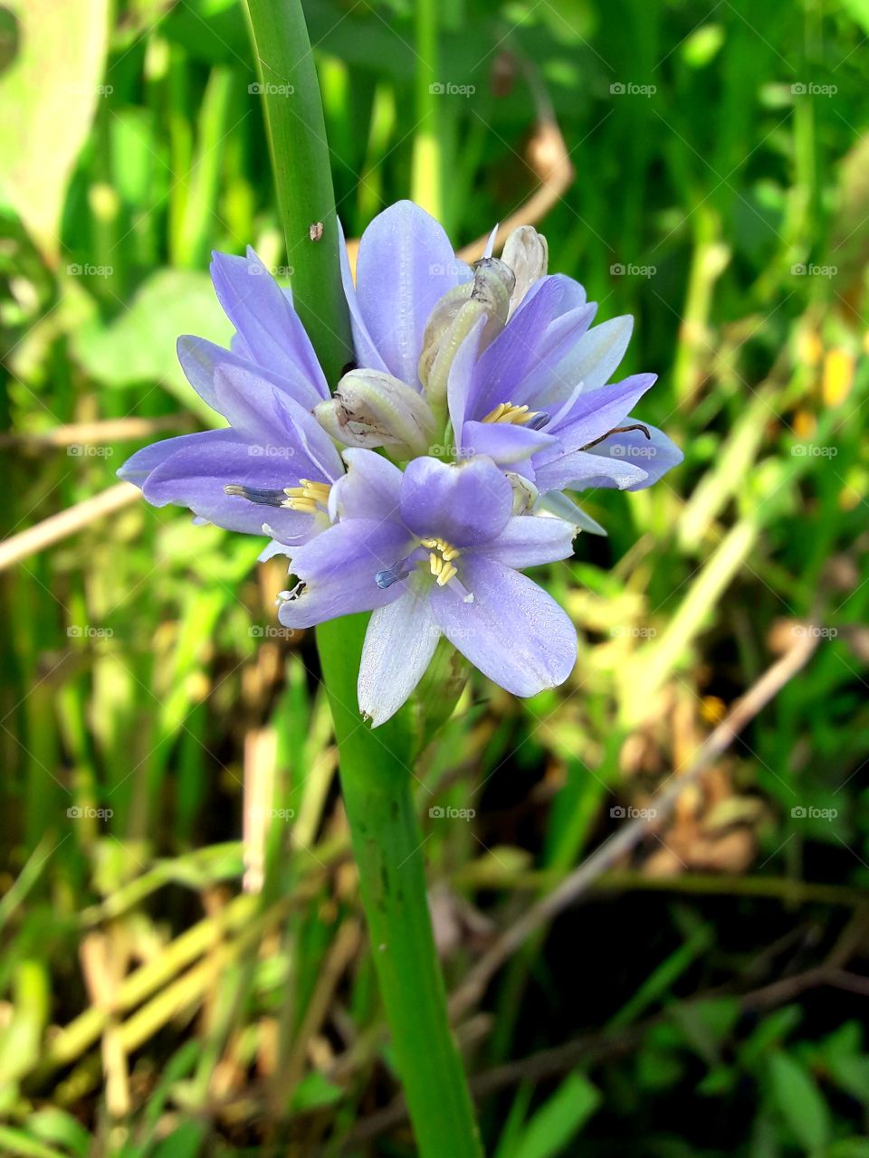 Water Hyacinth blooming flower