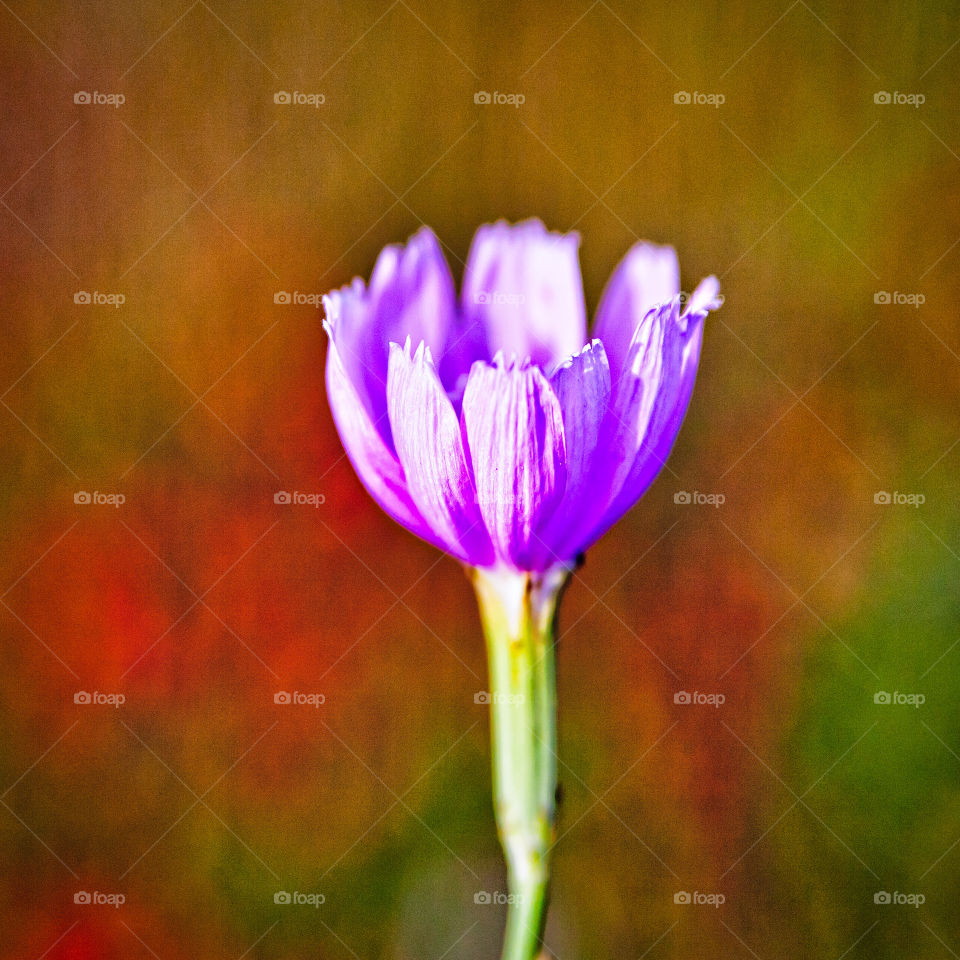 Little purple wildflower on blurred background 
