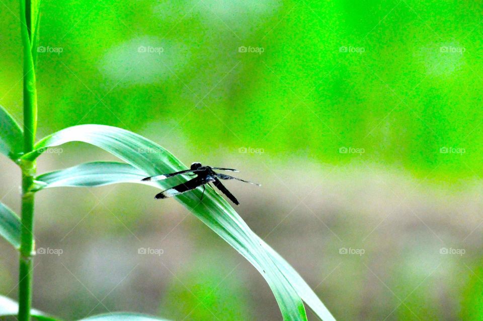 --On the green leaf ....