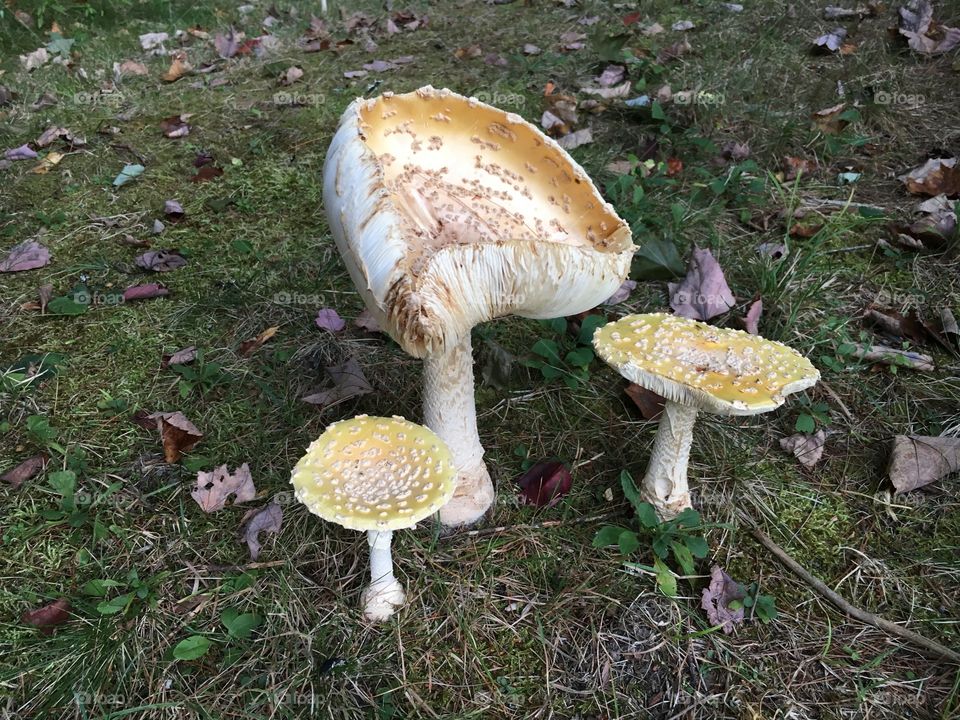 Fungus, Mushroom, Fall, Nature, Wood