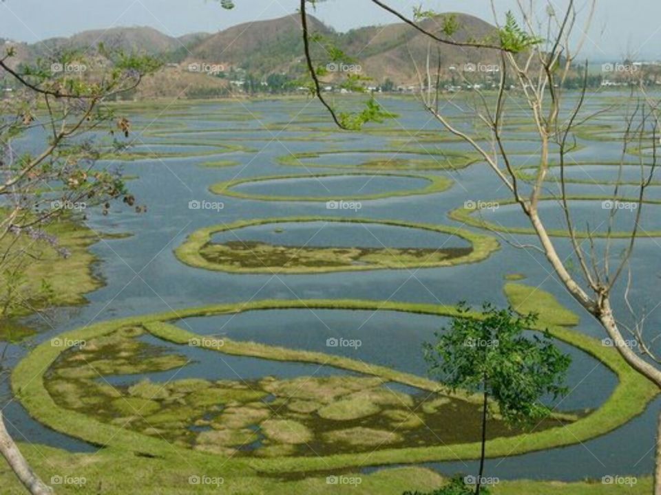 Grass design on the water