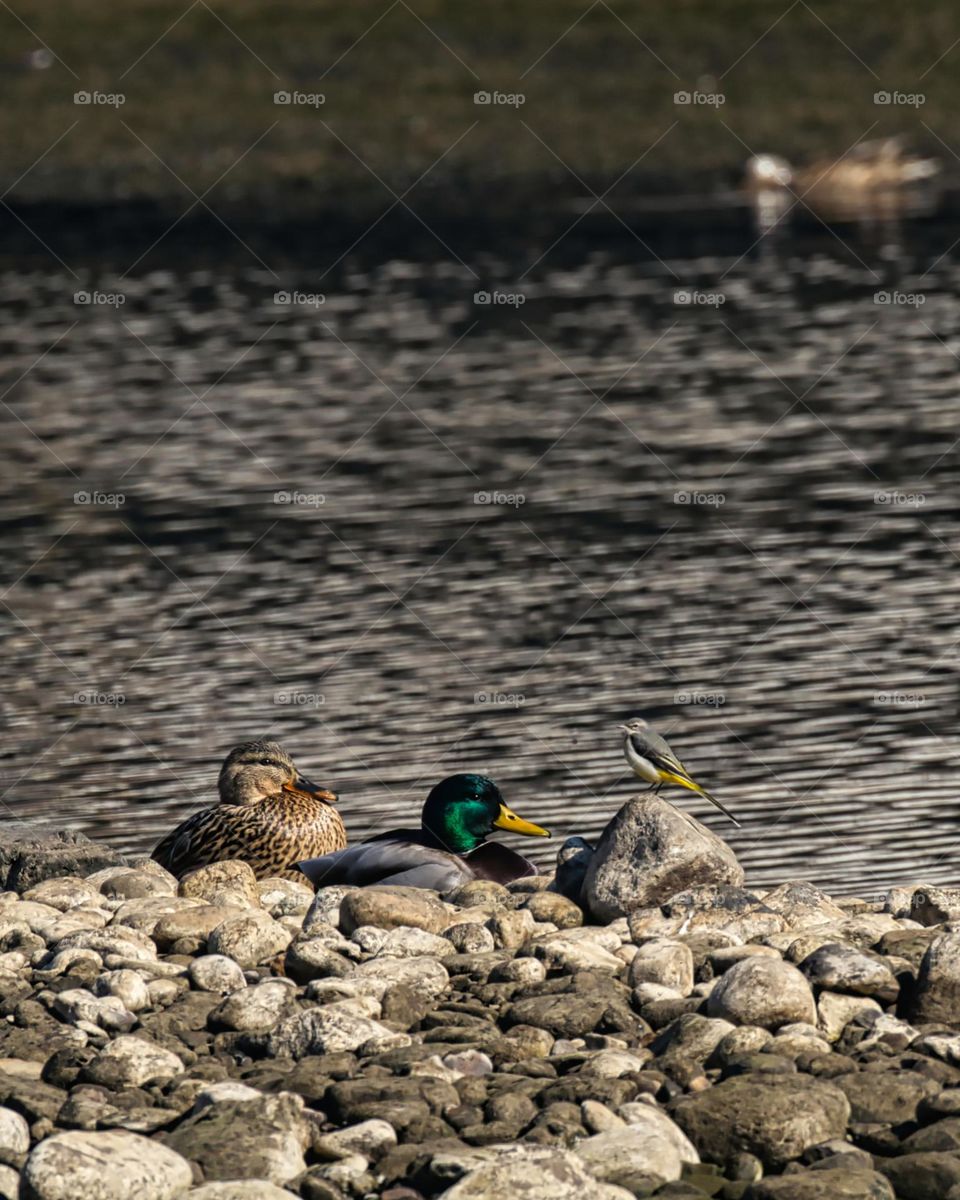 Ducks and wagtail