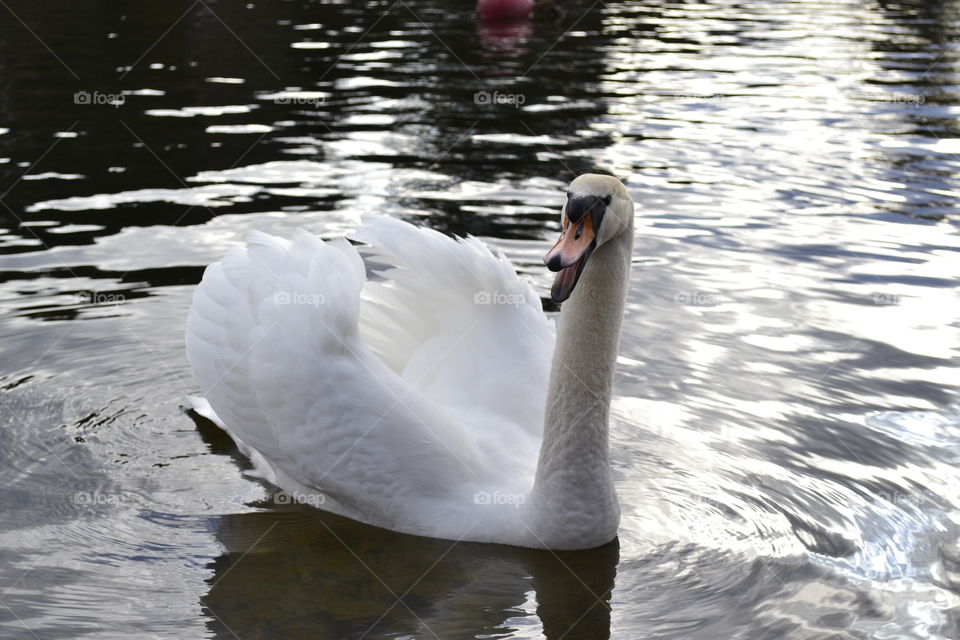 Swan