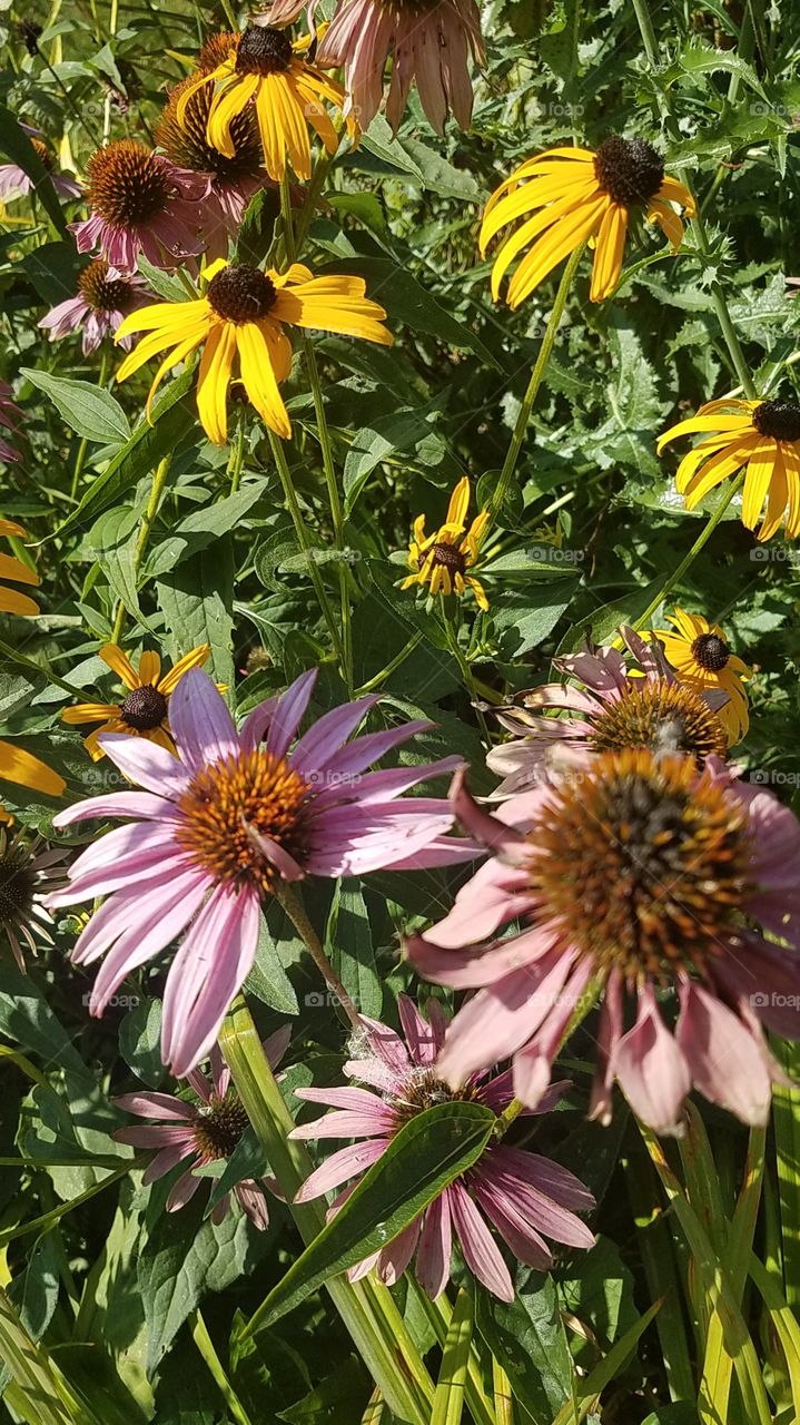 Summers fading flowers