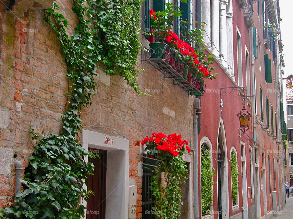 Window boxes. Along the sidewalks in Venice