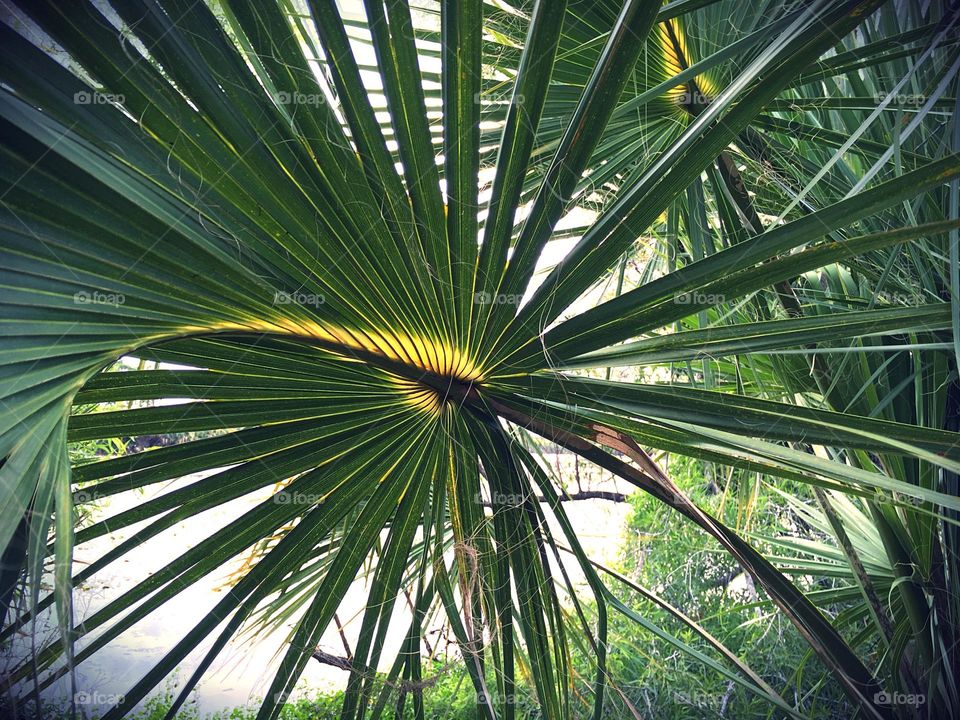 Sunlight behind an exotic palm frond.