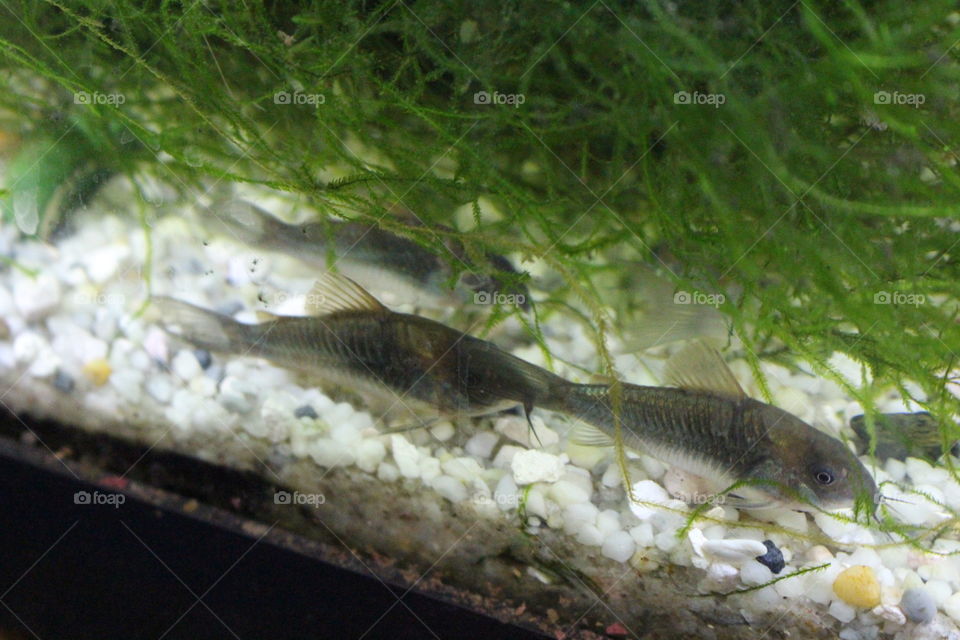 green Cory catfish