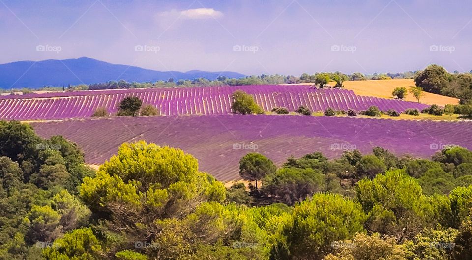 Lavender fields in French Countryside.