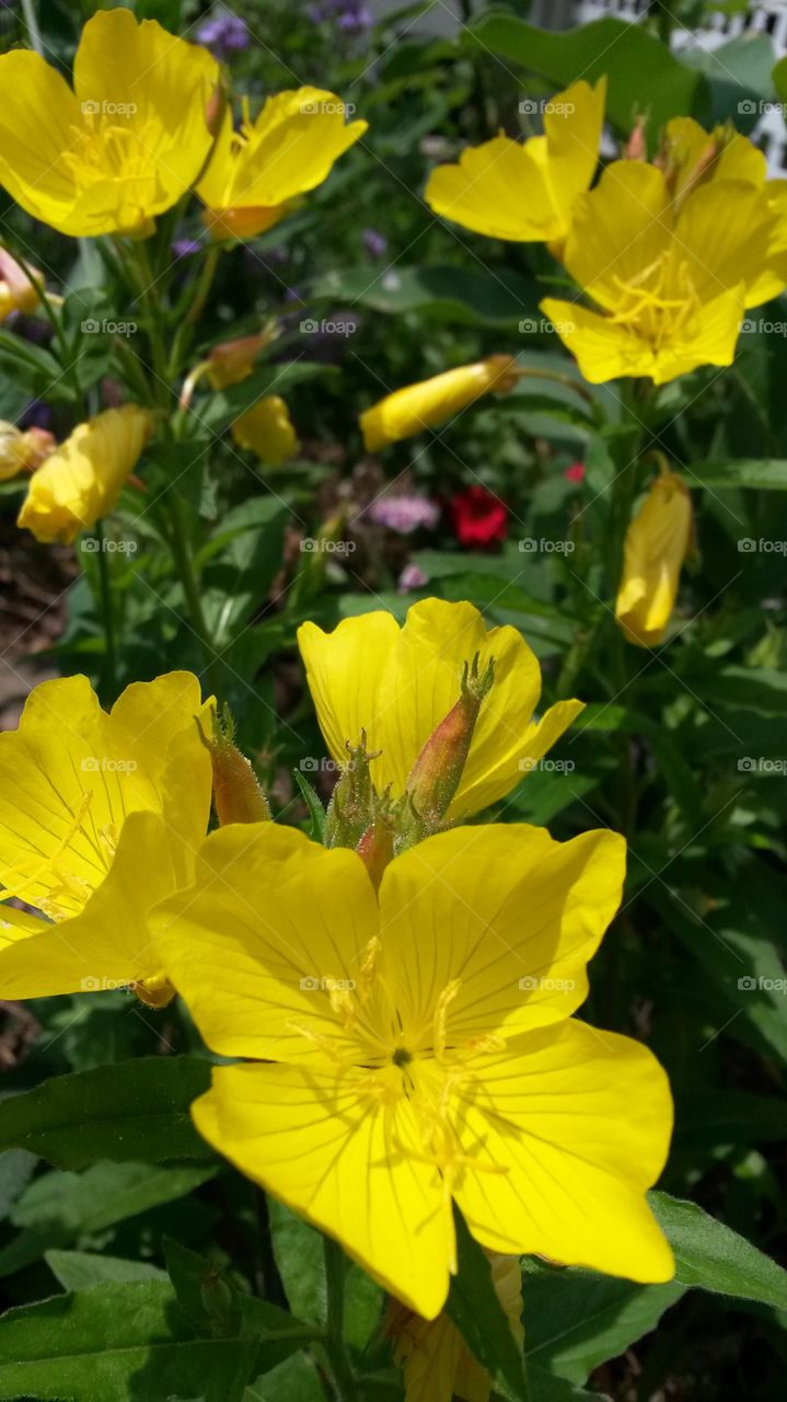 evening primrose